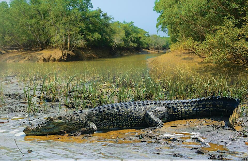 photo of Bhitarkanika National Park